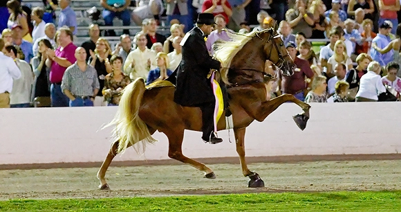 horse soring with rider in front of audience at horse show