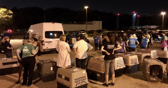 volunteers gather at an airport during Hurricane Irma to help transport animals in crates