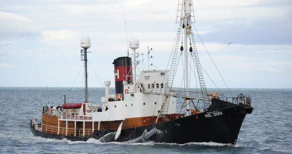 a whaling ship in Iceland hauls caught fin whales during a 2015 hunt