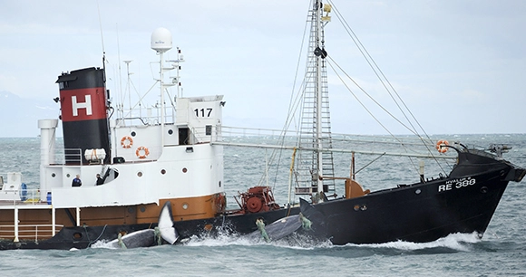 whaling boat at sea with multiple whales attached to the side of the boat