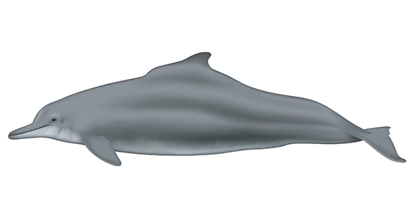illustration of an atlantic humpback dolphin