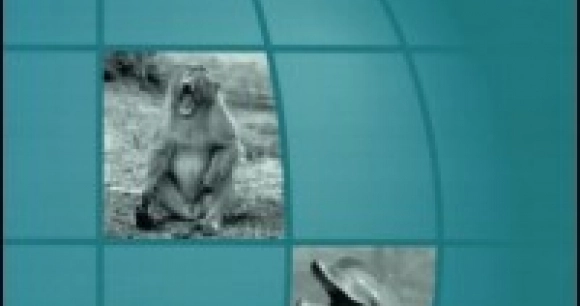 Cover from the Journal of International Wildlife Law and Policy (Volume 20, Issue 1, 2017)