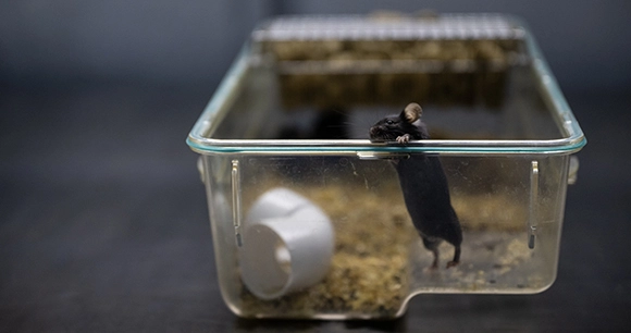 black mouse peeking out of lab tray