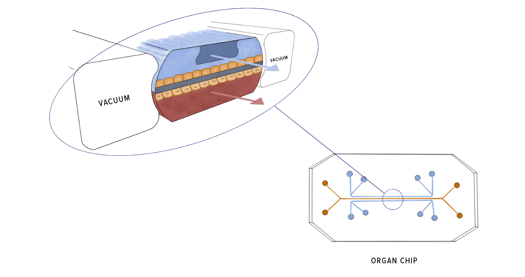 llustration of a lung-on-a-chip. Air flows above and blood flows below the membrane lined with human lung and capillary cells. Oxygen, white blood cells, and other molecules can move between lung and capillary cells. Application of cyclic suction in the vacuum side channels mimics breathing.