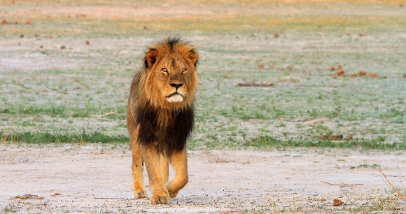 an African lion walks through a savanna
