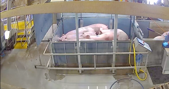 still from video of loading pigs into CO2 gas system