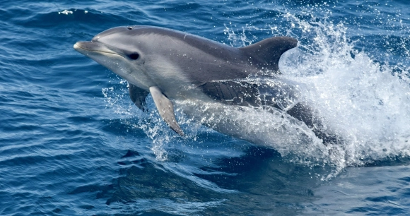 a bottlenose dolphin leaping in the ocean
