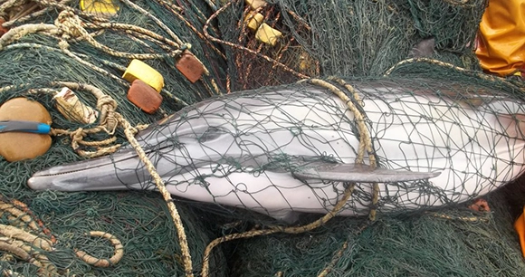 dolphin in net on marine deck