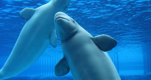 two Beluga whales in captivity