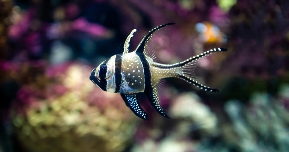close up of cardinal fish
