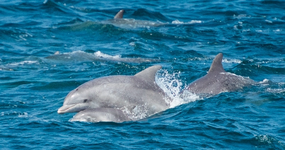 a pod of bottlenose dolphins swimming in blue ocean waters