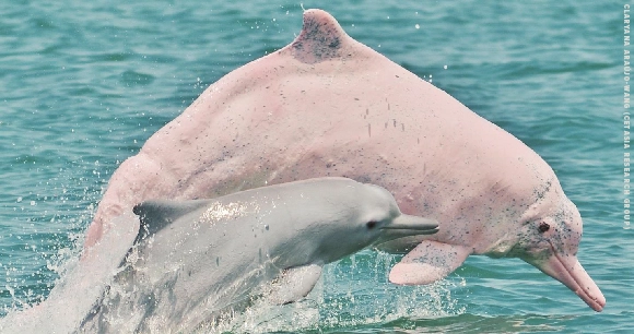 a Taiwanese white dolphin, also known as a Taiwanese humpback dolphin, jumping with a bottlenose dolphin