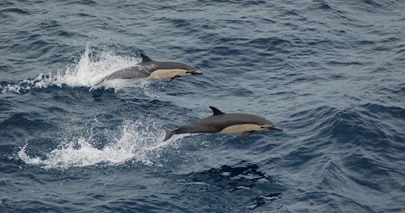 pair of short-beaked common dolphins breaching out of ocean water