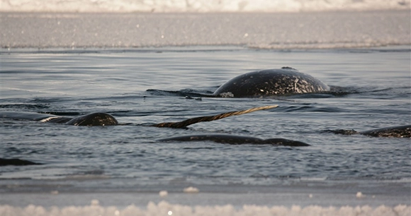a pod of narwhal whales