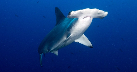 a hammerhead shark swims in the deep ocean
