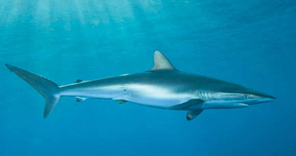 a silky shark swims underwater
