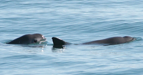 two vaquita porpoises swim on ocean surface