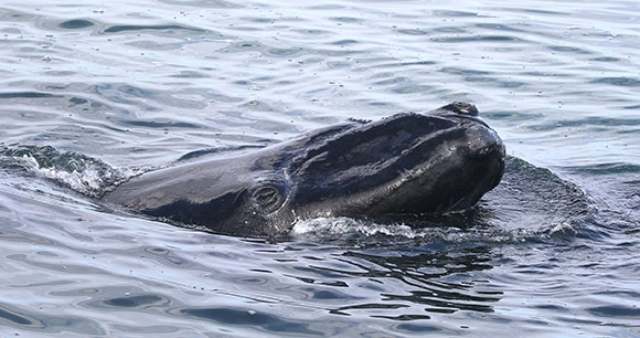 a north atlantic right whale at the ocean's surface