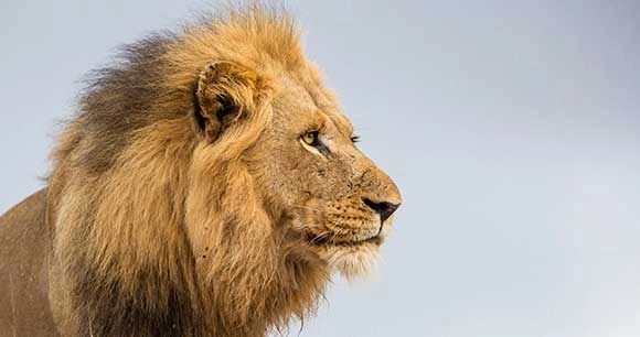 male lion shown against sky