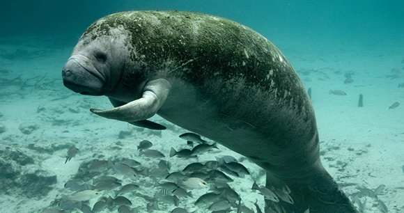 a manatee swims along the waterbed, while surrounded by a school of fish