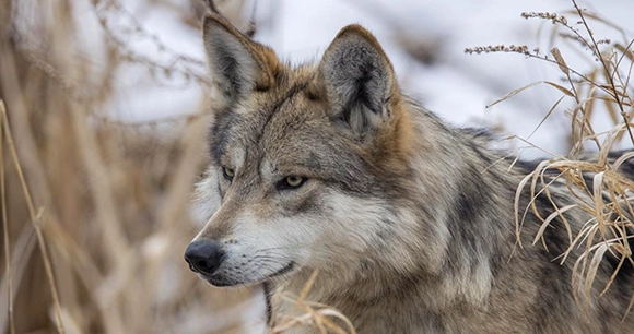 a Mexican gray wolf with an intense gaze stands amongst dry, light-colored grasses