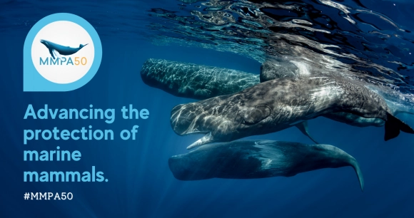 a pod of whales swimming underwater and text to celebrate 50 years of the Marine Mammal Protection Act