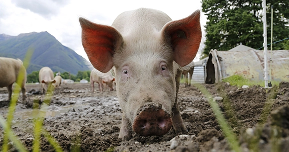 a light-colored pig with large pink ears and a muddy snout at a pig farm