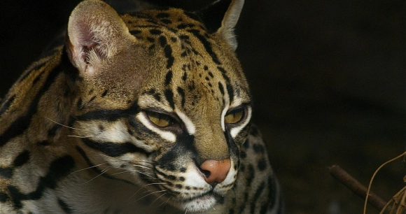 a close portrait of an ocelot's head, a medium-sized wild cat known for its stunning spotted coat