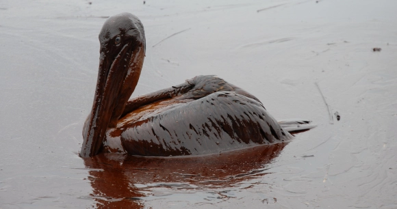 a pelican covered in oil sits in shallow water after an oil spill
