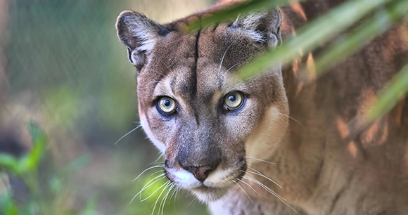 a close up of a Florida panther peering out of tropical foliage