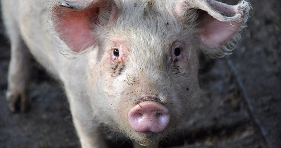 pig standing in mud
