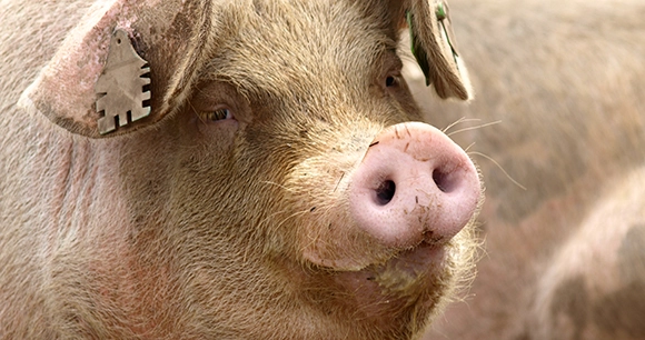 a close of image of a domestic pig, wearing a metal identification ear clip