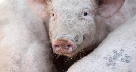 a close up a pig's face as it stands in between other pigs in close quarters