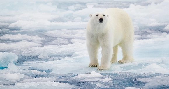 polar bear standing on broken sea ice