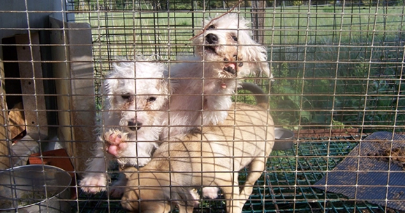 three white-cream colored puppies jump up at cage at a puppy mill