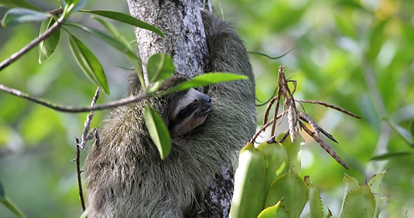 pygmy three-toed sloth hanging on tree trunk