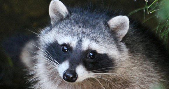 a raccoon looks up as he sits amongst foliage