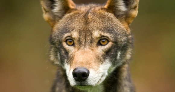 a close-up portrait of a red wolf
