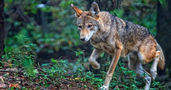 red wolf trotting through the forest