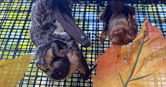 two rescued bats in a sanctuary