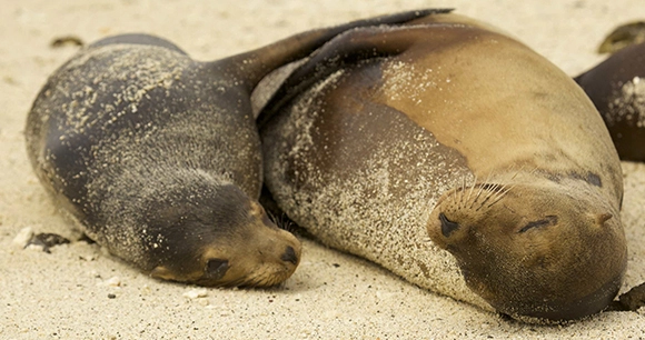 a sea lion pup and his mother cow rest on the sand