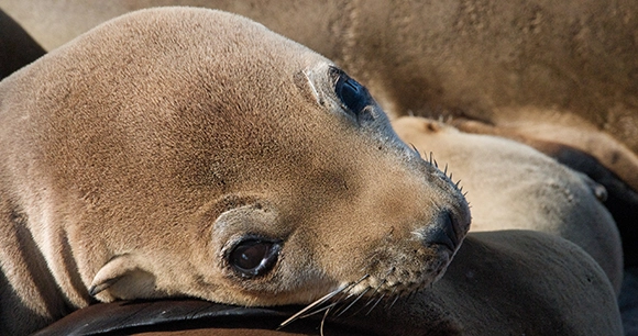 a California sea lion pup rests on his mother cow