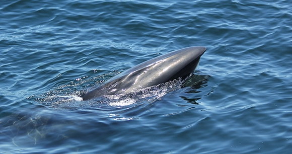 a sei whale, a type of baleen whale, emerges from the ocean's surface
