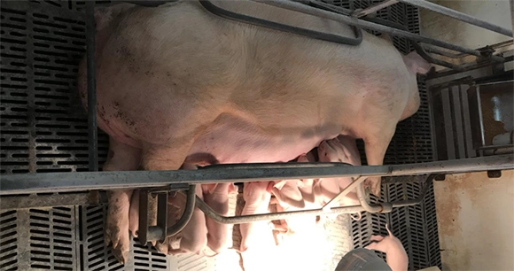 sow feeding piglets in facility