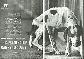 Article cover of Concentration Camp for Dogs