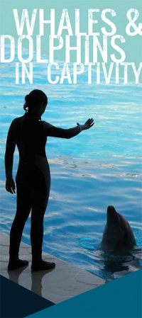Brochure cover of Whales and Dolphins in Captivity