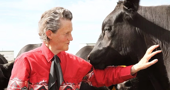 temple grandin standing with hand on black cow