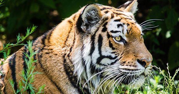a tiger perched within the grass reeds searching for prey