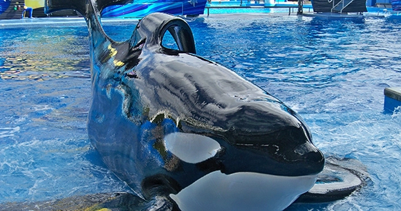 Tilikuma, 12,000 lb. male Orca, on display at SeaWorld in Orlando, Florida