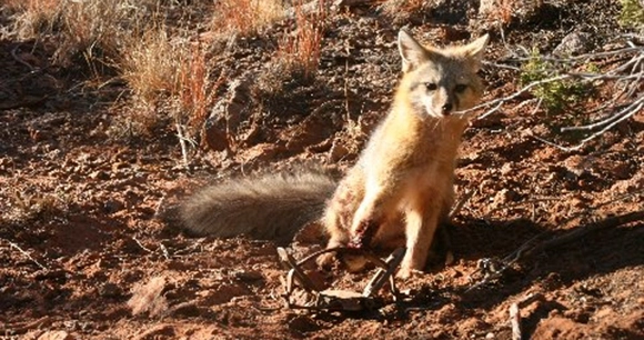 a fox is immobilized due to its front paw caught in a trap